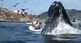 Whale Watching: Up Close and Personal