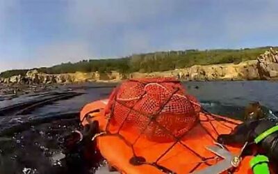 Freediving for Abalone