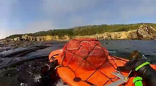 Freediving for Abalone