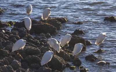 Very Cold Juvenile Egrets by Tom Moyer