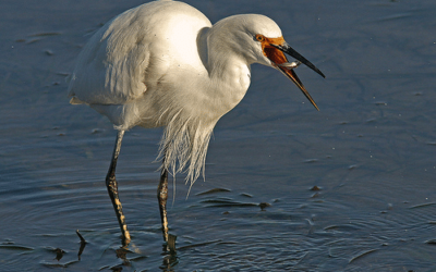 Bodega Bay Catch by Carol Etchebarren