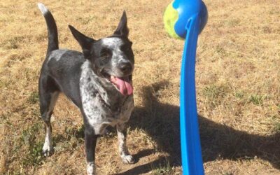 Visiting Parks with Your Dog