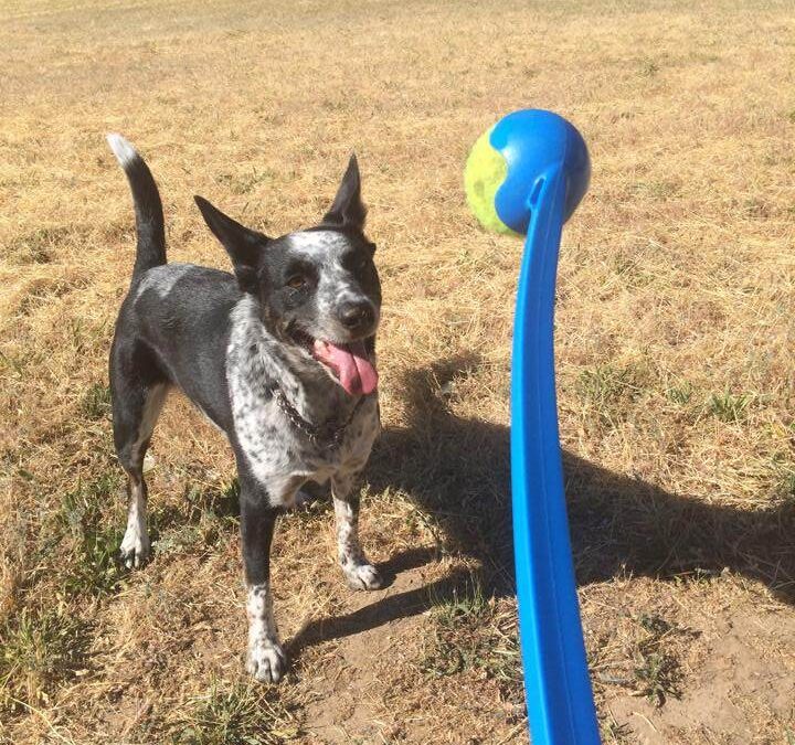 Visiting Parks with Your Dog