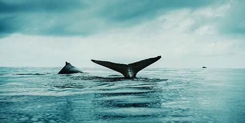 The Whales Were Saved but How Are They Doing?