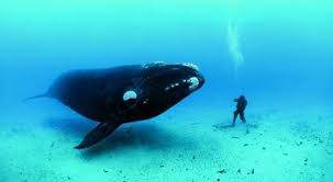 The Whales Were Saved but How Are They Doing?