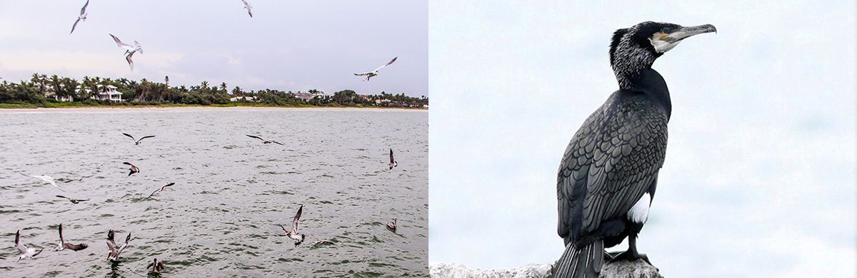 The Birds Of Bodega Bay