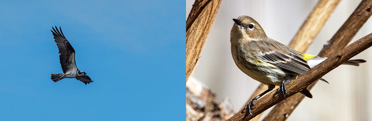 The Birds Of Bodega Bay