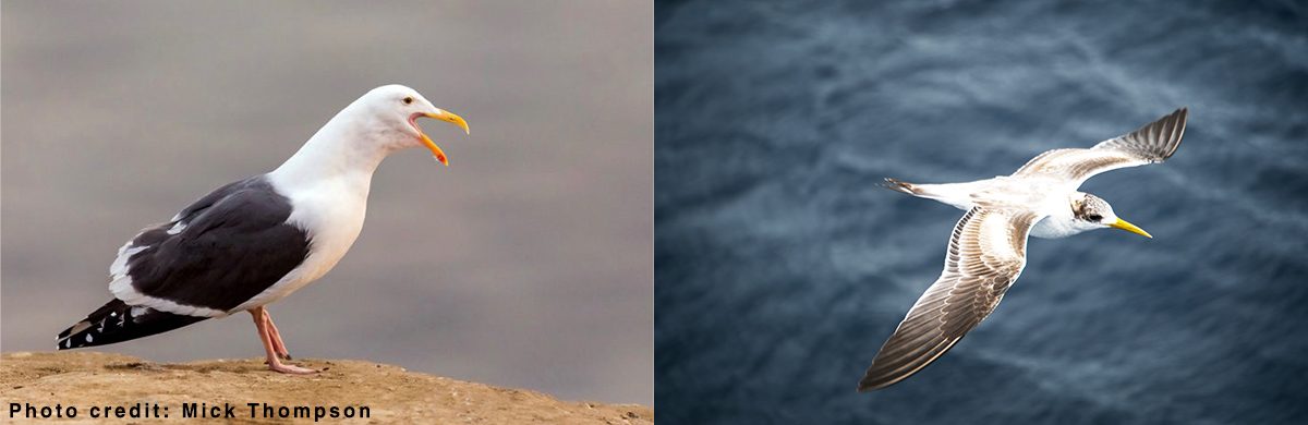 The Birds Of Bodega Bay