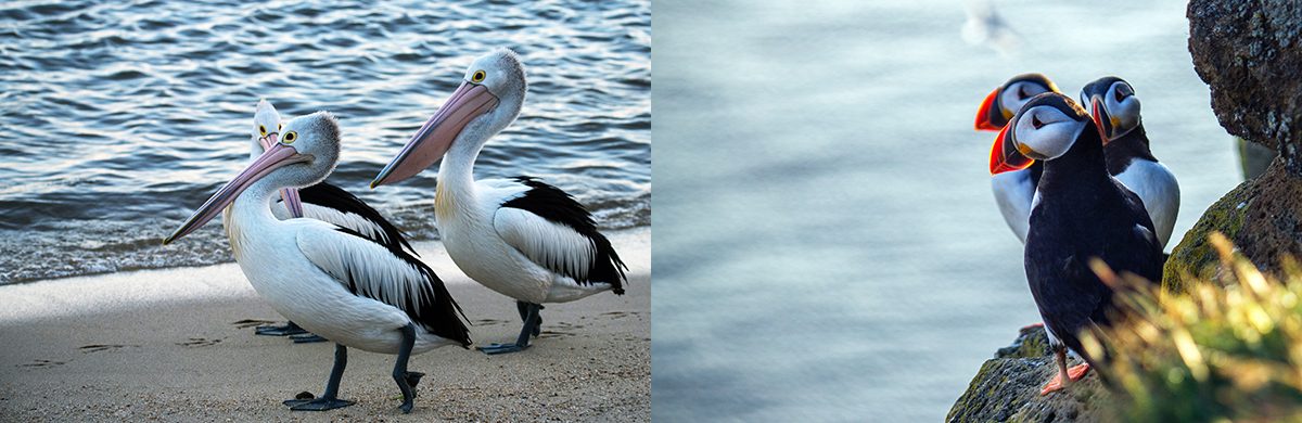 The Birds Of Bodega Bay