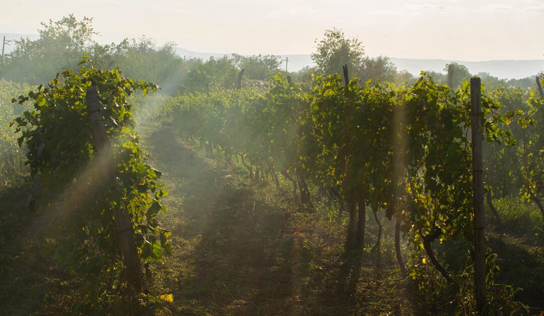 West Sonoma Coast American Viticultural Area (AVA)