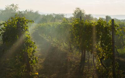 West Sonoma Coast American Viticultural Area (AVA)