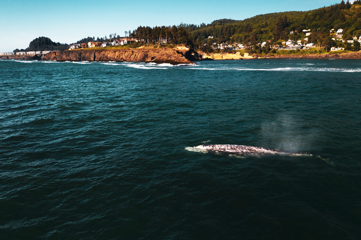 Whale Watching: A Year-Round Experience