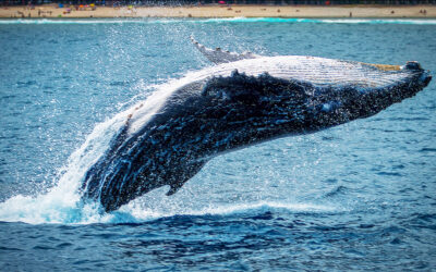 Whale Watching: A Year-Round Experience