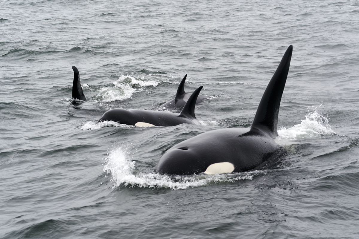 Orca Whales