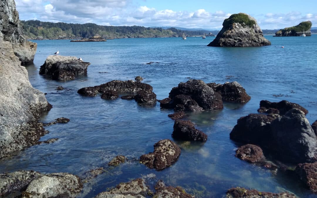 Exploring the Tide Pools of the Sonoma Coast