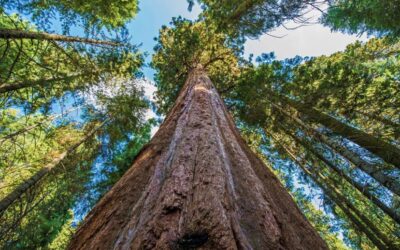 Everything You Need to Know About The Amazing Redwood Trees