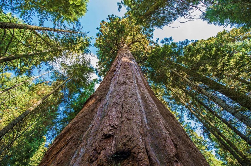 Everything You Need to Know About The Amazing Redwood Trees