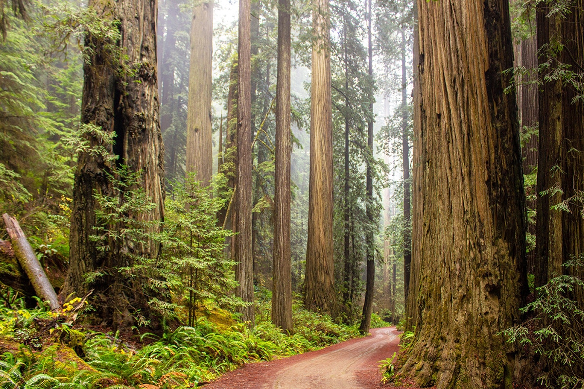 Everything You Need to Know About The Amazing Redwood Trees