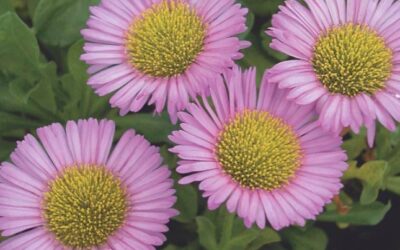 Coastal Flowers