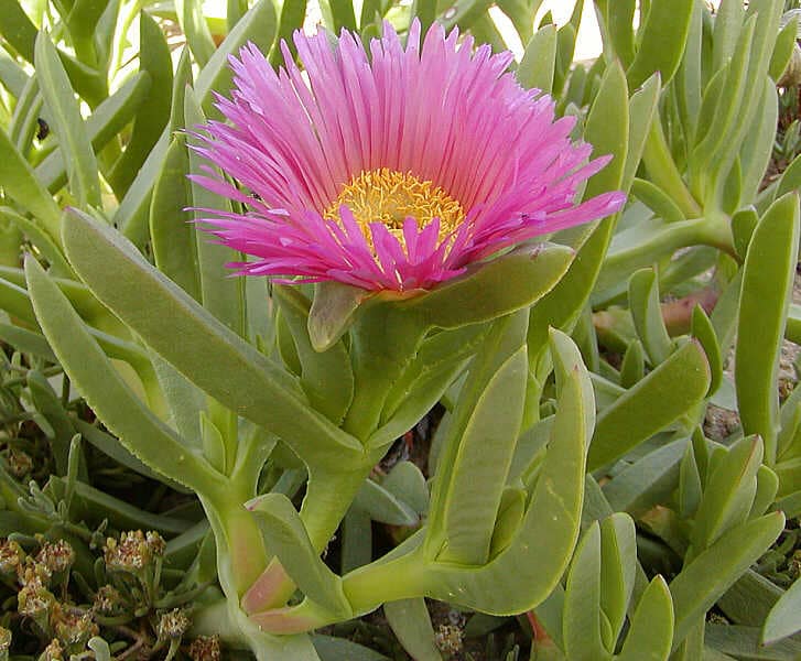 Carpobrotus<br />
Edulis