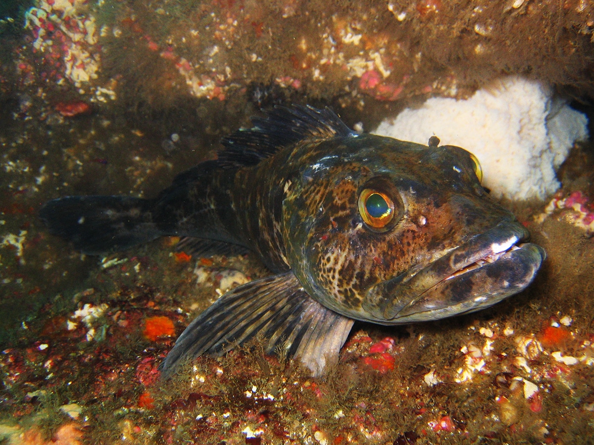 Lingcod