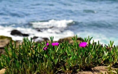 March In Bodega Bay