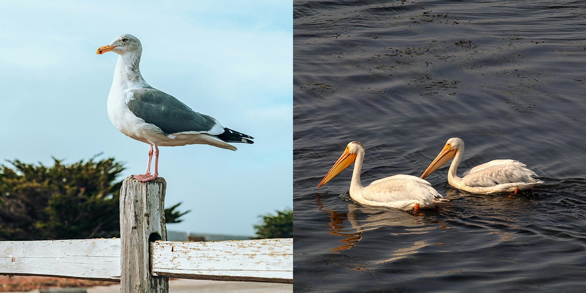 Birdwatcher's Paradise: The Avian Diversity of Bodega Bay