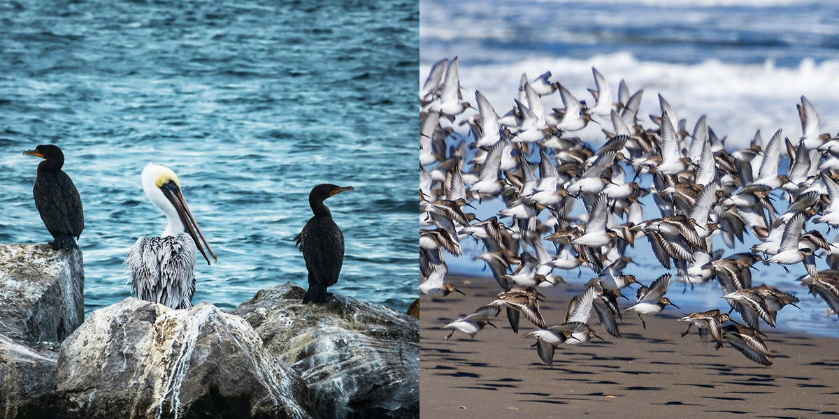 Birdwatcher's Paradise: The Avian 